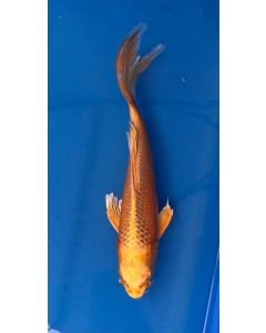 11" Japanese Imported Butterfly Yamabuki - QT19-09