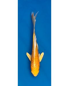 9" Japanese Imported Butterfly Yamabuki - QT19-13