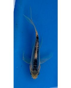 7" Japanese Imported Butterfly Shusui - QT19-73