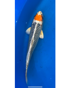 11" Japanese Imported Tancho Kujaku Live Koi fish QT12-33