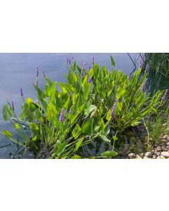 Pickerel Rush Pond Plants - Pontederia Cordata