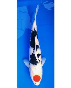 20" Japanese Imported Tancho Showa - CH1-05