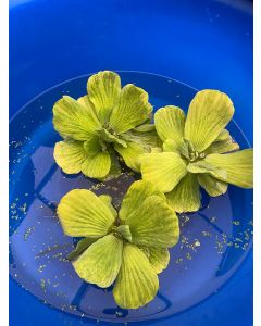 Water Lettuce, Bundle of 3