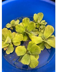 Water Lettuce, Bundle of 6