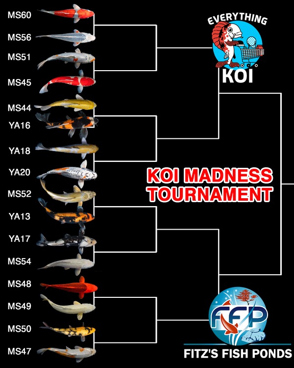 Koi Madness Koi Madness