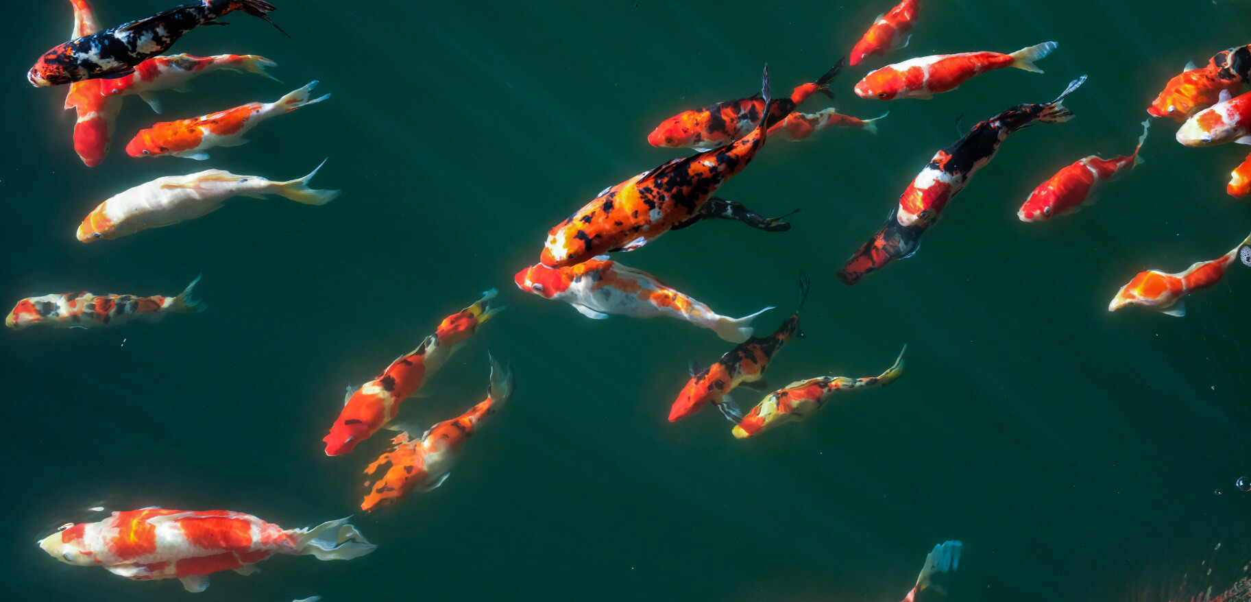 Koi Fish for sale